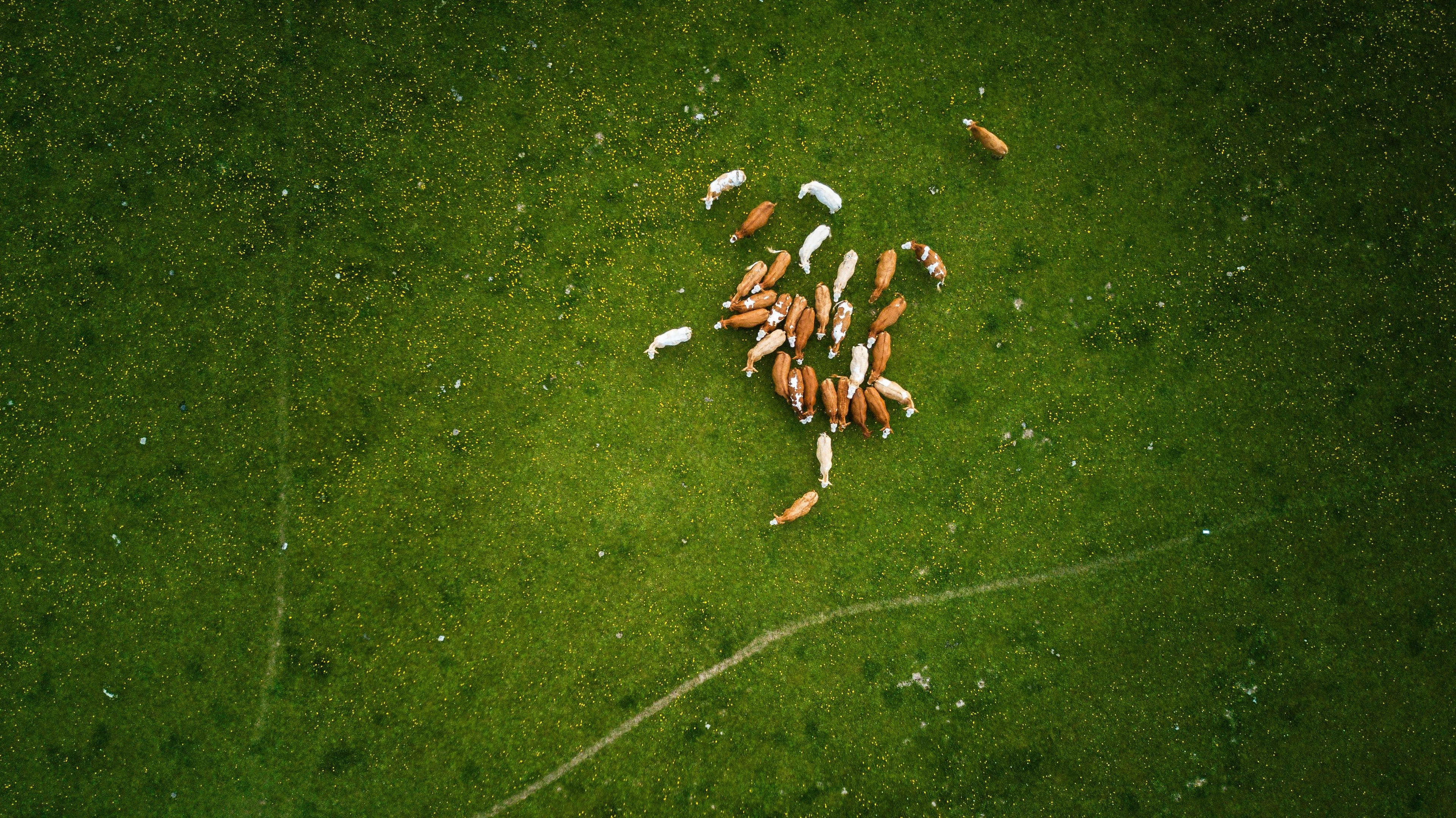 A group of cows lying on a grassy field from an aerial perspective