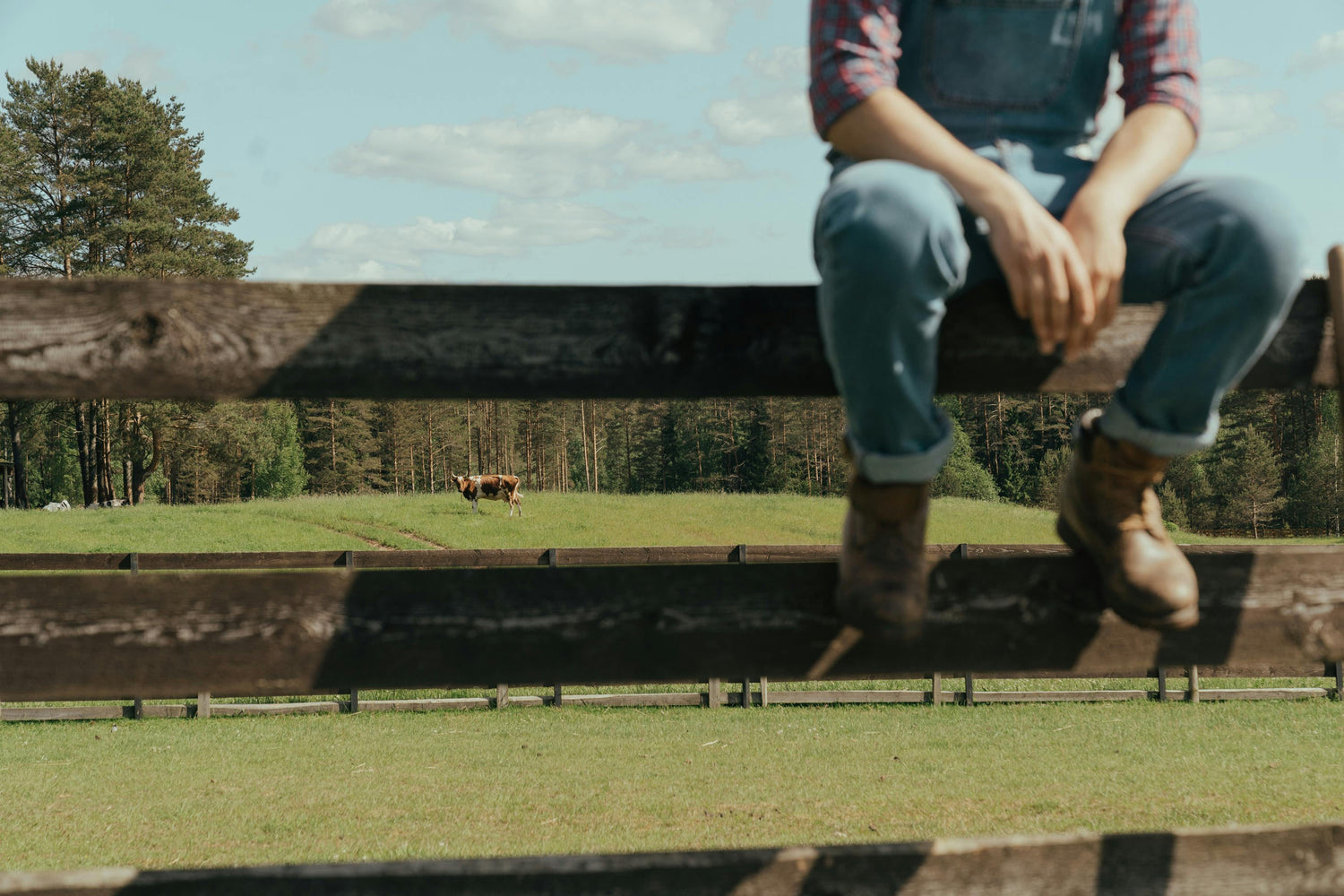 Person sitting on a wooden fence with a cow in the distance in a grassy field.