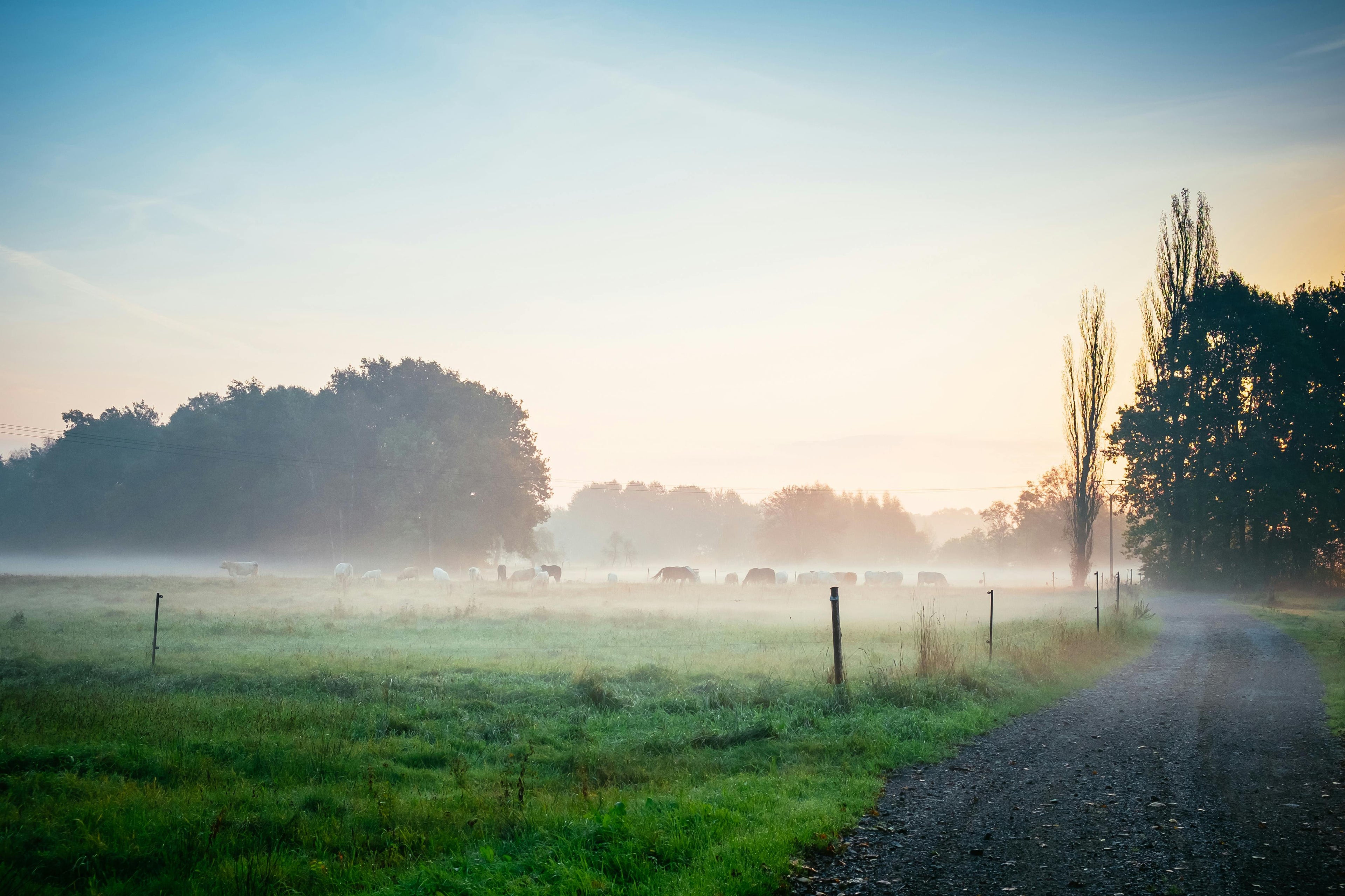 Misty rural landscape with a path leading through a field at sunrise.