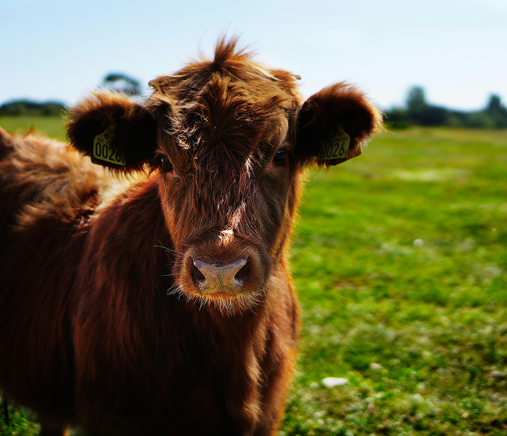 Brown cow with tags in its ears standing in a grassy field.